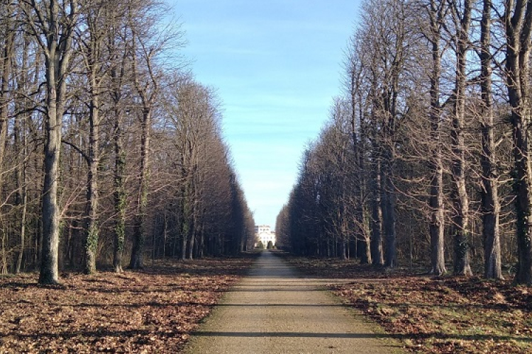 A mulatóerdő titkai