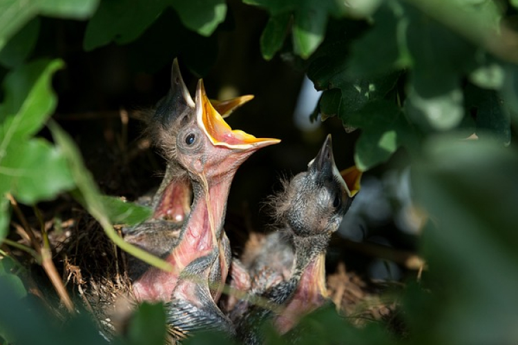 Madárfiókát találtam, mit tegyek?