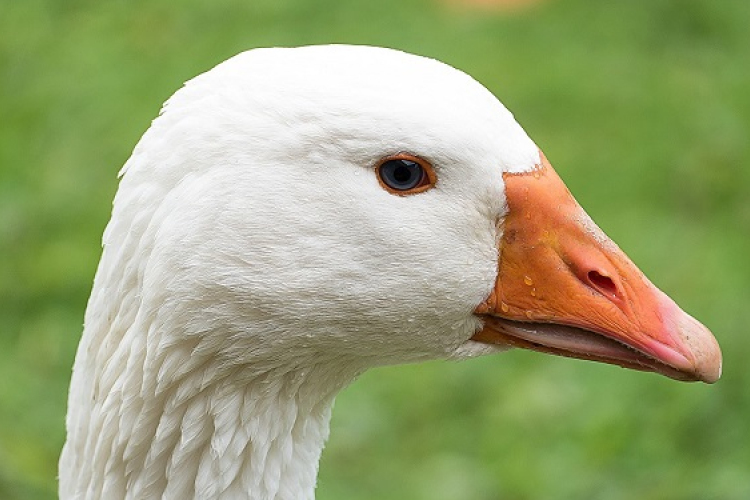 Vásári sokadalom, libasült és forralt bor