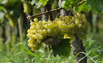 Jó minőségű, de kevesebb szőlő termett a szekszárdi borvidéken