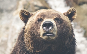 Megtalálták, majd elkábították a Magyarországon kóborló medvét