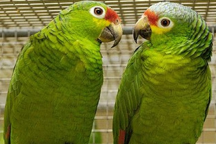 Kisállat kiállítás és vásár