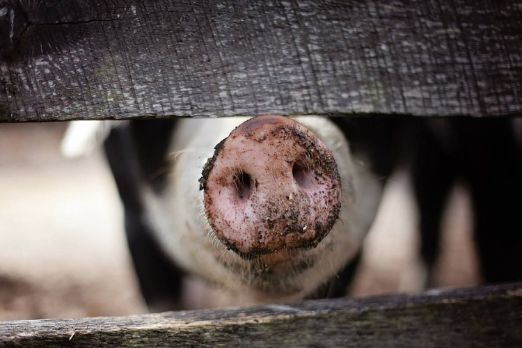 Az állatállományra is hatással is lehet az idei rossz terméshozam