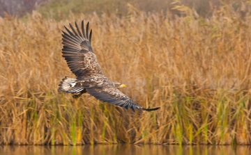 Közel 200 sas, több mint 1000 ragadozómadár