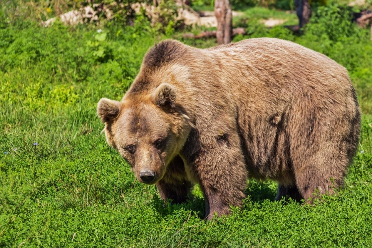 Medve támadt egy fiatal férfira a székelyföldi Szenterzsébeten