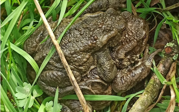 Megkezdődött a békák vonulása