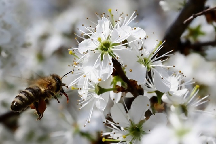 Magyarországon közel 300 ezer méhcsalád pusztul el minden télen