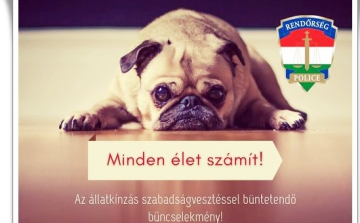 A felelős állattartás 7 aranyszabálya
