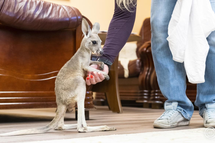 Vörös óriáskenguru született a Nyíregyházi Állatparkban