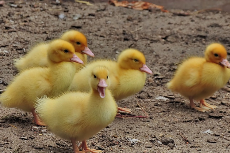 Ismét megjelent a madárinfluenza Szabolcs-Szatmár-Bereg megyében