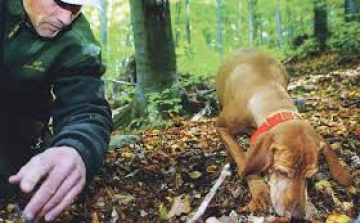 Egyszerűsödik a földalatti gombák gyűjtése
