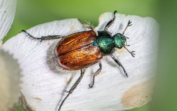 Új kártevő rovar érkezhet Magyarországra