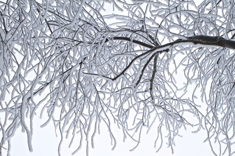 Helyenként kárt okozott a múlt heti erősen fagyos időjárás