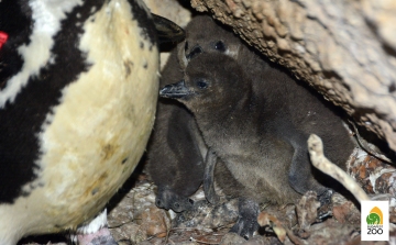 Két pápaszemespingvin-fióka született a budapesti állatkertben