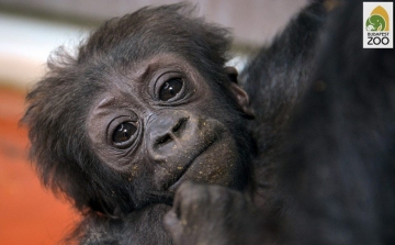Nevet keresnek a fővárosi állatkert gorillakölykének