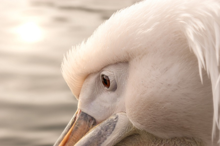 Karanténba kerültek a fővárosi állatkert pelikánjai