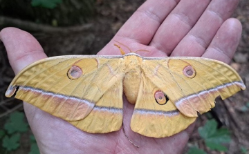 Természeti ritkaságot kaptak lencsevégre Himod határában