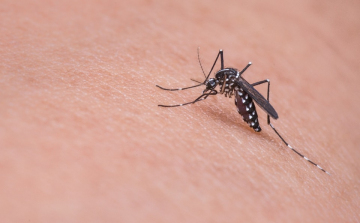 Folytatódik a szúnyoggyérítés országszerte