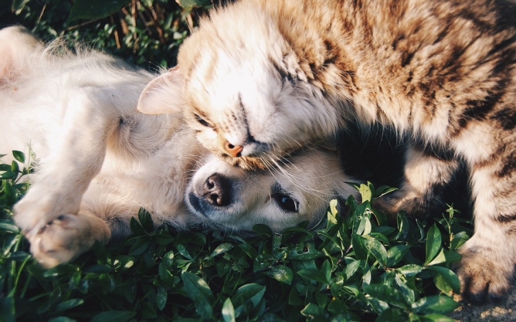 A kutyákhoz és a gyerekekhez hasonlóan a macskák is kialakítanak kötődést gondozóikkal