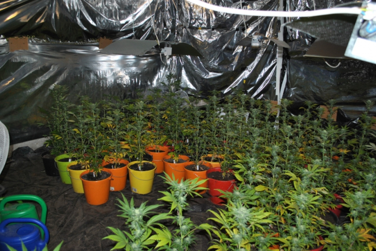 Kábítószer-ültetvényekre bukkantak a rendőrök Öttevényen