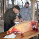 Sertést vágtak a Szany SE. labdarúgói.