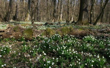 Lassan ébredezik a csáfordi tőzikés erdő