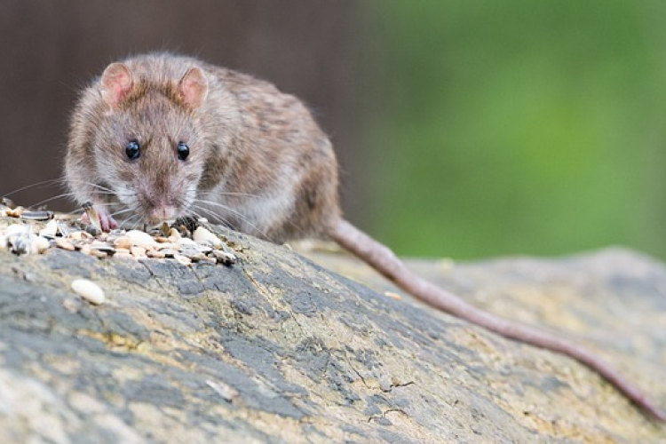 Rágcsálóirtás Bágyogszováton