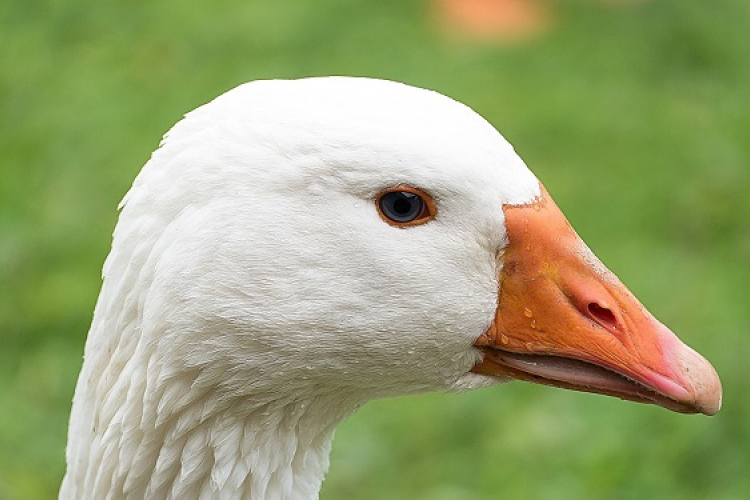 Kézműves árusok jelentkezését várják