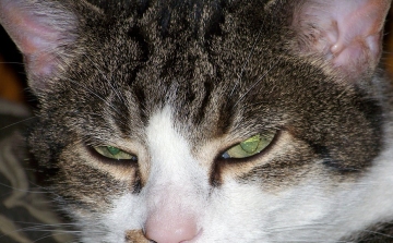 Kullancsfertőzött macska harapása okozta egy japán nő halálát