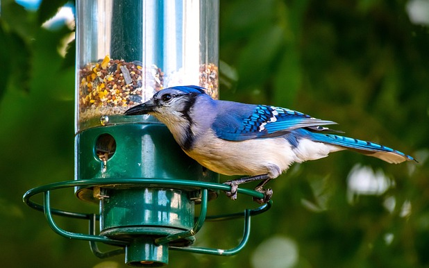 Madárbarát kert képzés