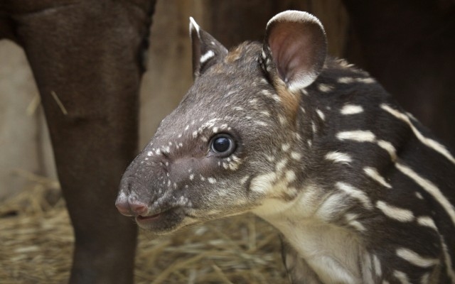 Szerdától péntekig lehet szavazni a veszprémi kis tapír nevére