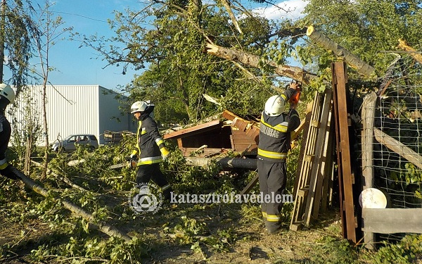 Kisfaludon a vadasparkban kidöntött egy hatalmas fát a tegnapi viharos szél