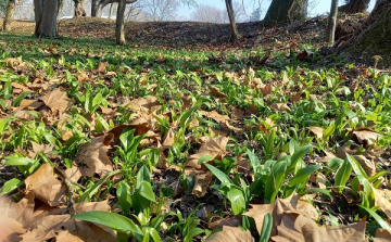 Beköszöntött a medvehagymaszezon