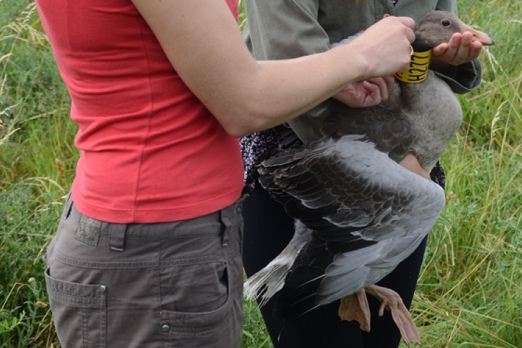 Karácsonyi vadludak a Fertő mentén