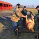 Hagyományőrző disznóölés Vásárosfalun