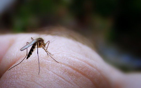 Folytatódik a biológiai szúnyogirtás, a kémiai eljárás egy hét múlva kezdődik