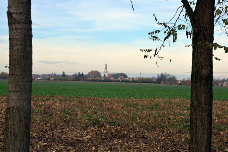 Szanyi ősz.