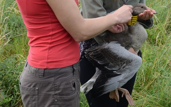 Karácsonyi vadludak a Fertő mentén