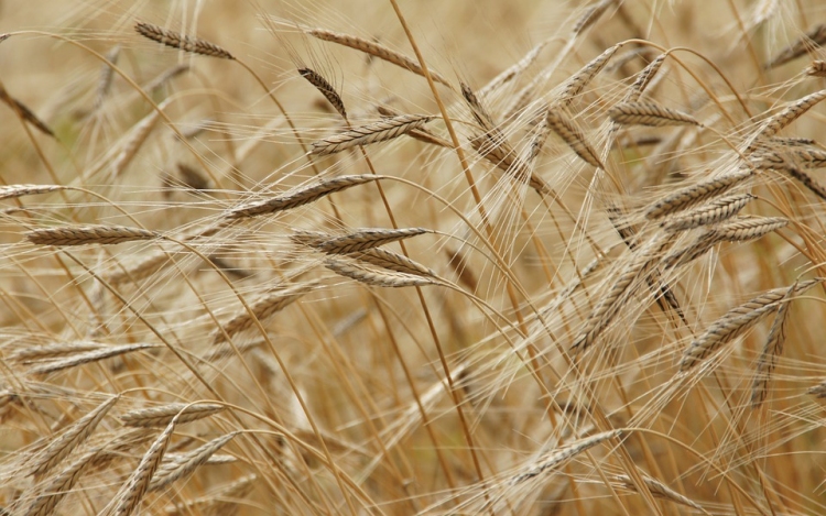 Adócsaló gabonakereskedőket ítéltek el Szegeden
