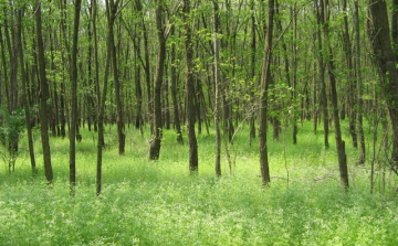Az MTA is ellenzi az akác kiirtását