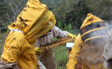 Méhészképzés a soproni egyetemen