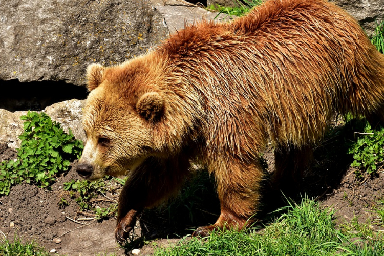 Medve sebesített meg egy férfit Kápolnásfalu határában