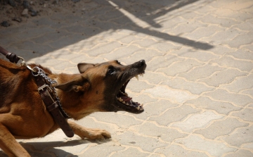 Várandós nőt öltek meg kutyák egy francia erdőben