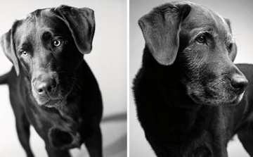 A legmeghatóbb fotók kutyákról: így öregszik az ember legjobb barátja