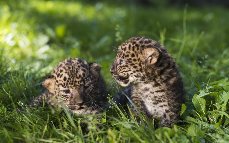 Képek a Nyíregyházi Állatpark leopárdjairól